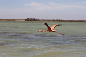 flamingo-5