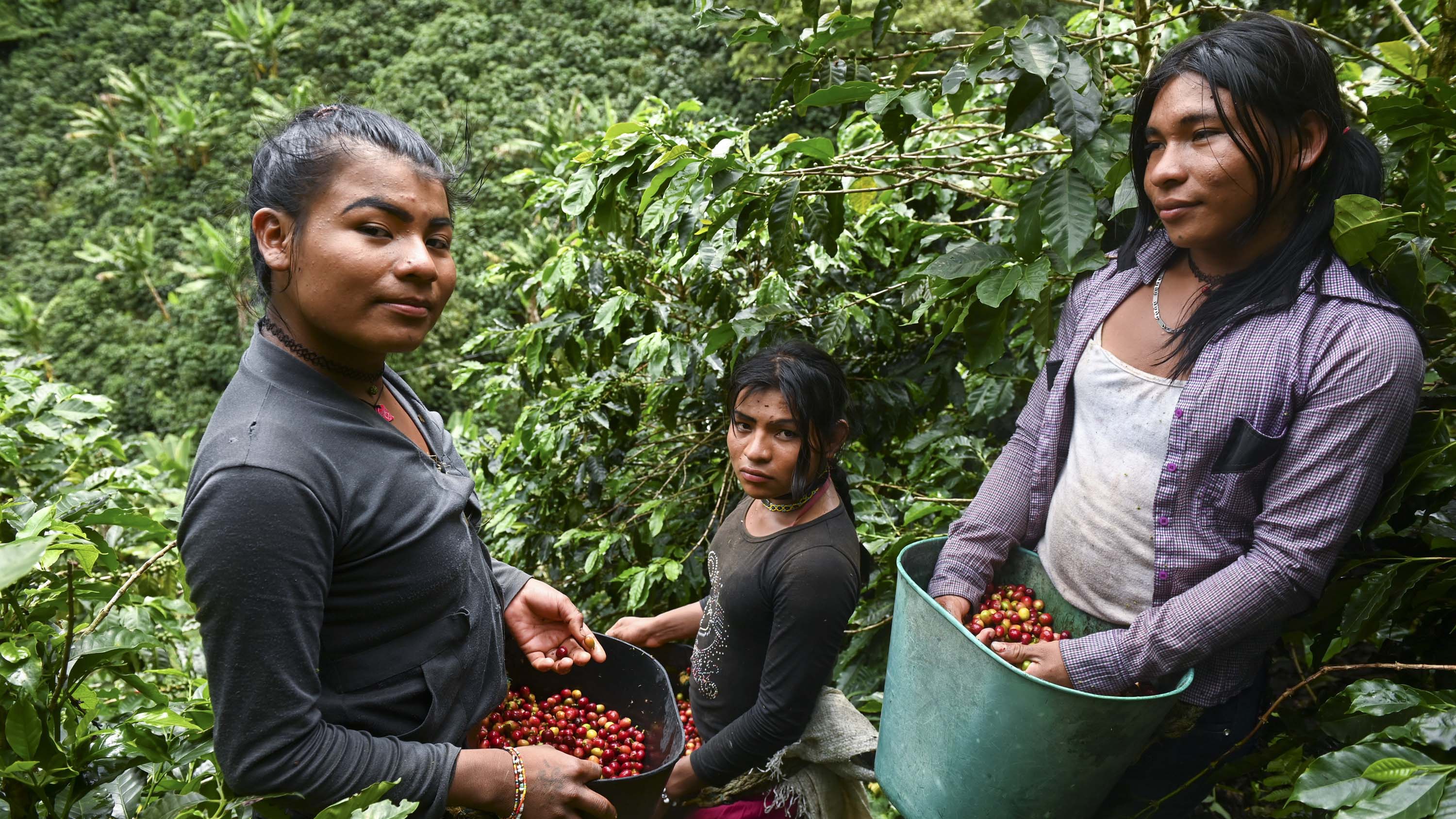 Transgender womens of the Embera Chami indigenous community, Veronica (L), Andrea (C) and Erika, pose while collecting coffee at a farm in Santuario, Risaralda department, Colombia on May 10, 2019. - Transgender indigenous people expelled from their community, work at coffee farms in a conservative town in center-west Colombia. (Photo by Raul ARBOLEDA / AFP)